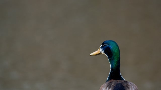 Avian influenza detected on Monaghan duck farm