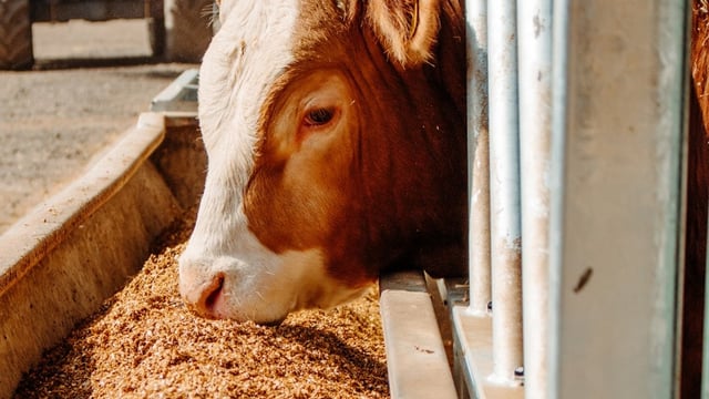 UK demand for animal feed falls to 17 year low
