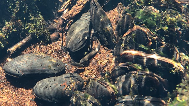 NPWS seeks tenders for freshwater pearl mussel monitoring