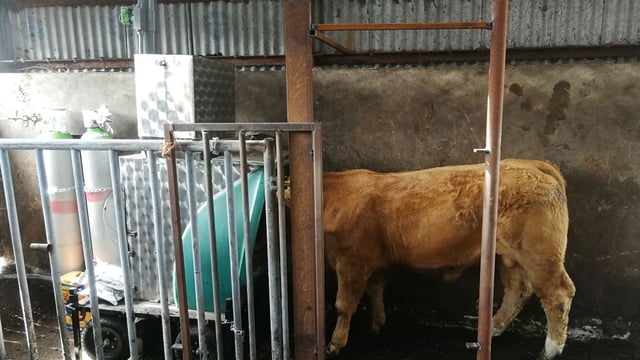 Methane-measurement study reveals positive findings for the beef sector