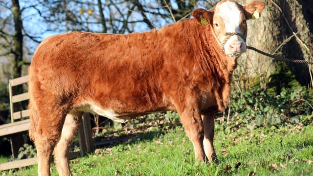 Hilda the heifer top prize in raffle to help family's 'courageous boys'