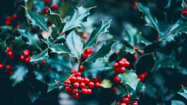 Holly wreath or sprig - have yourself a 'berry' little Christmas