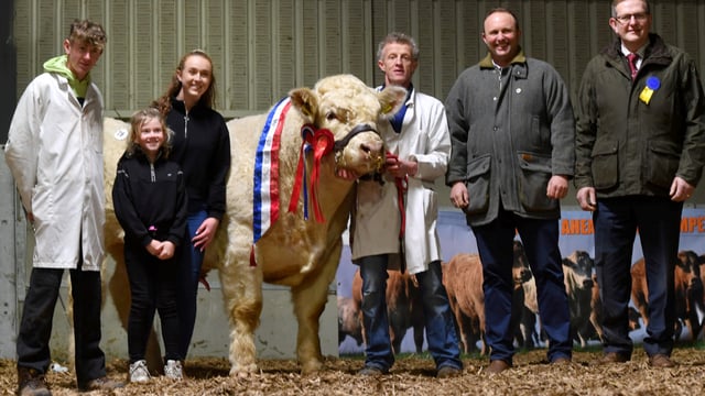 Charolais Christmas Cracker Bull Sale sees top price of €19,000