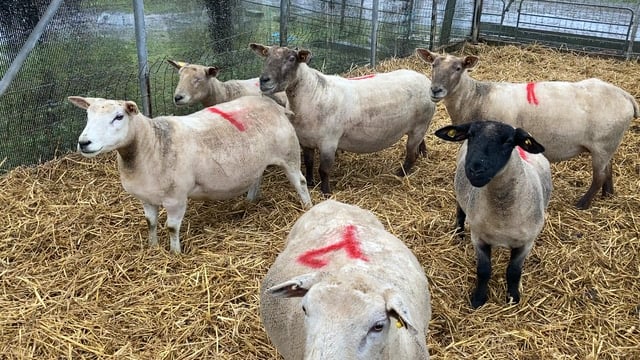 Taking advantage of the benefits winter shearing ewes offers