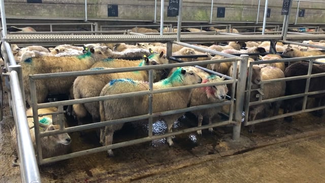Lamb prices remain positive as sales wind down for 2021