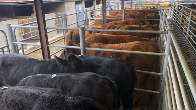 Beef trade: 2021 ends with cattle price at an 8-year high