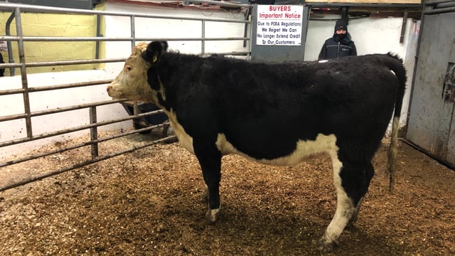 Mart report: Heifers and bullocks at Delvin Mart