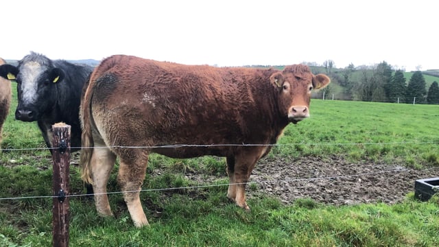 Online sale of in-calf heifers to take place this evening