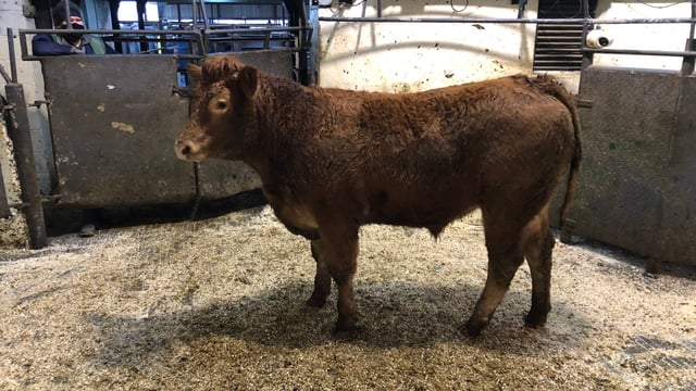 Mart report: Storm affects numbers but not prices at Kilcullen Mart
