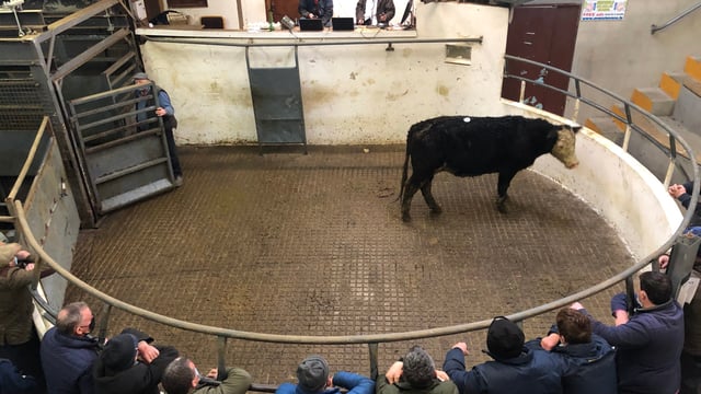Mart report: Store cattle 'a powerful trade' at Granard