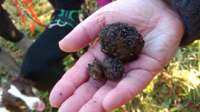 Truffles worth up to €900/kg grown in Ireland for first time