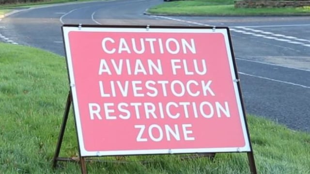Bird flu: Suspected notifiable case in Tyrone