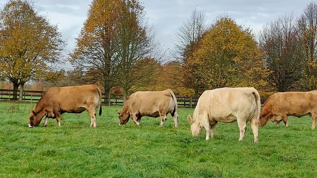 Ballinakill Mart set to host Aubrac herd dispersal sale