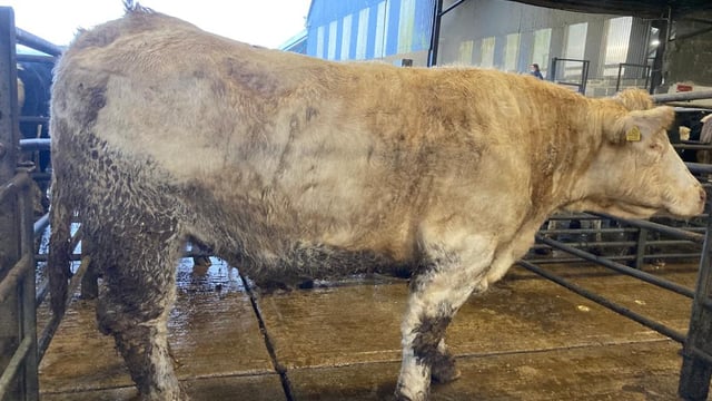 Heavy cows make up to €2.75/kg at Carnew Mart
