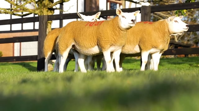 South East Texel group gears up for 2nd annual in-lamb ewe and ewe lamb sale