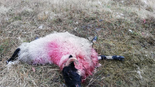 Sheep farmer says dog attack has 'affected the whole family'
