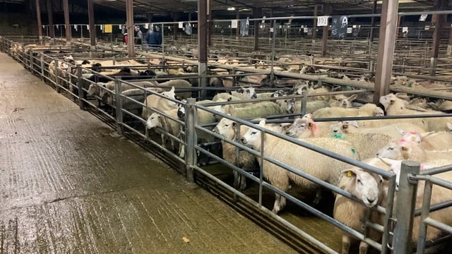 Pics and prices: Farmers dig their heels in on price at Tuam for finished lambs