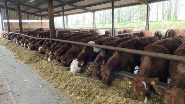 Beef farmers: Do your cattle need to be dosed for fluke again?