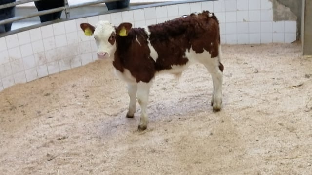 Demand for calves remains at Enniscorthy Mart