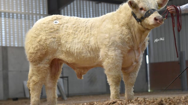 Charolais Christmas Cracker Bull Sale set for Elphin