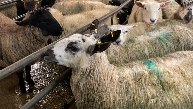 Sheep kill: Throughput rises by nearly 3,000 head