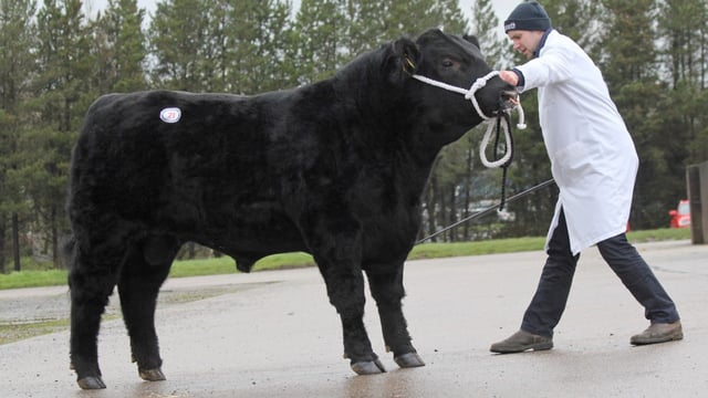 Aberdeen Angus bulls sell to 4,400gns twice at Dungannon