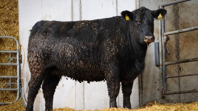 Former rugby star to host sale of select Angus heifers
