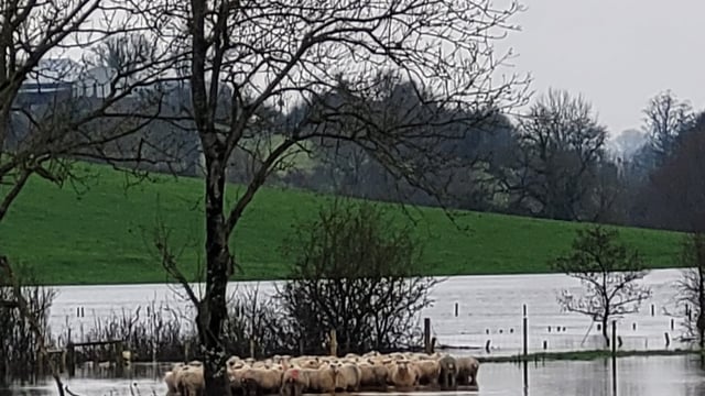 Pics: Firefighters free 52 sheep from flood water in Armagh