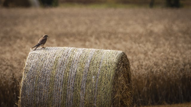 Baling Assistance Payment won't be reinstated for 2025