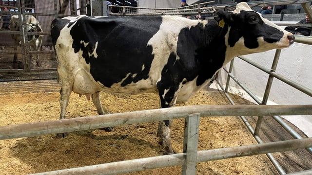 In pictures: Taaffe Auctions December dairy sale