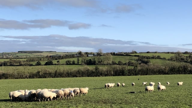 Staying on track and resisting the urge to regraze closed off ground