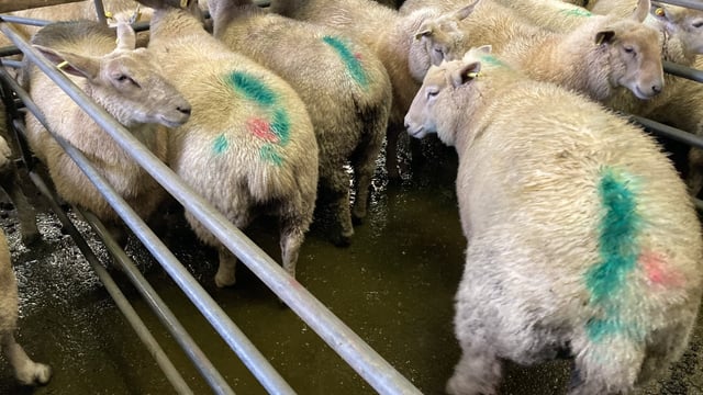 Sheep kill: Throughput for last week breaches 60,000 head