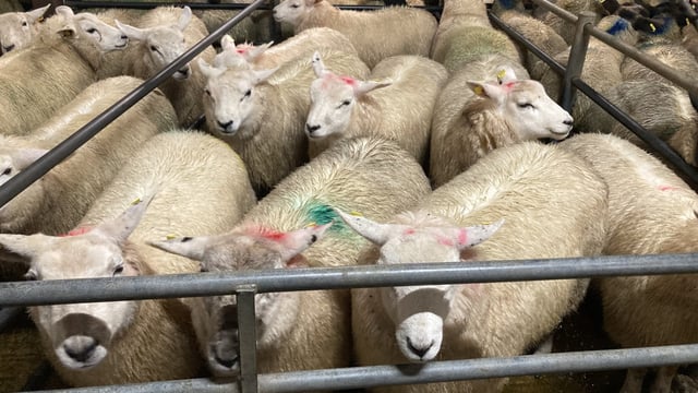 Northern sheep trade: Boost in lamb prices