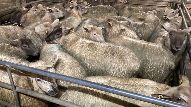 Sheep trade: Lamb prices take a hit