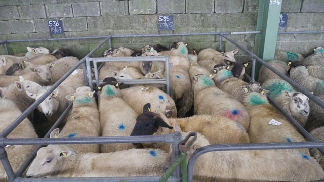Finished lamb prices continue to hold at a high level at marts