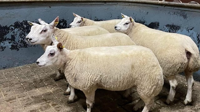 Prices reach €280 at Raphoe Mart's Christmas lamb show and sale