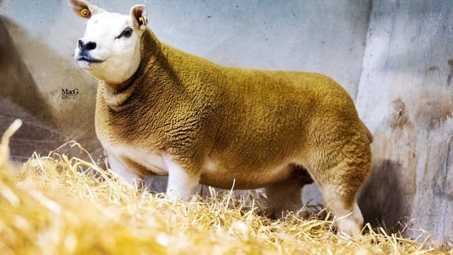 All-Star Texel sale sees prices top 3,200gns, as sale topper heads back west