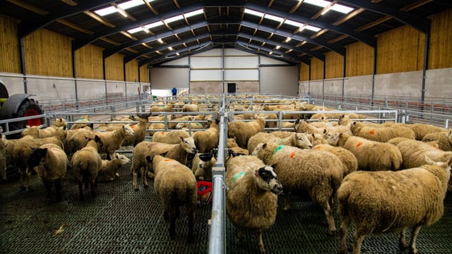 Back in Focus: A brand new slatted unit for a 300-ewe flock in Co. Tyrone