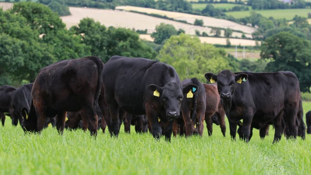 ABP announces new sustainable calf-to-beef programme
