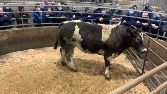 Video: Bullock hits €3,000 at Carnew Mart Show and Sale