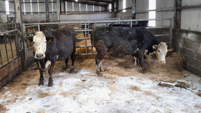 Clones Mart to sell two cows in aid of Alzheimer's Society