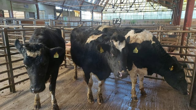 First dairy sale of the year at Enniscorthy Mart