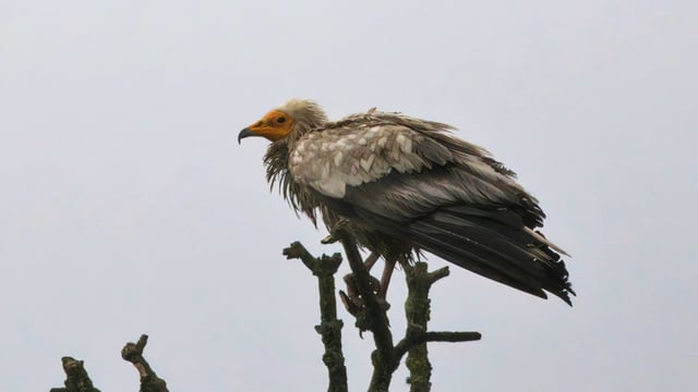 NPWS: Egyptian vulture in Roscommon not a threat to livestock
