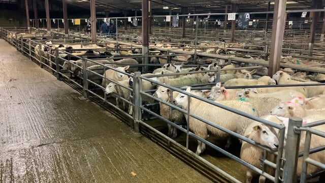 Tuam Mart defers first sheep sale of 2022 due to Covid-19