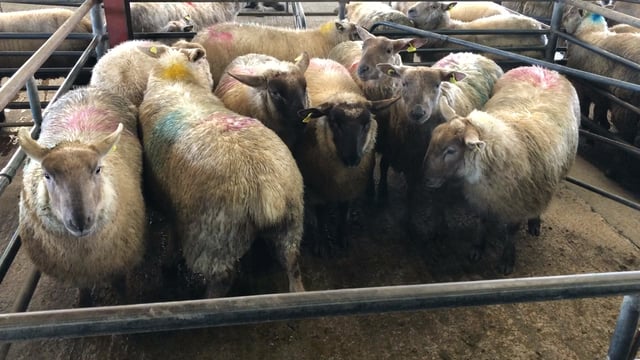 Sheep trade: Lamb prices start the new year on a steady footing
