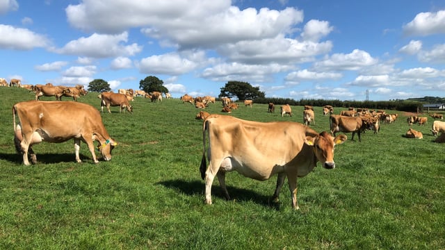 Society suggests verifying carbon footprint of Jersey cows