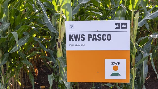 The days of growing maize under plastic may be numbered
