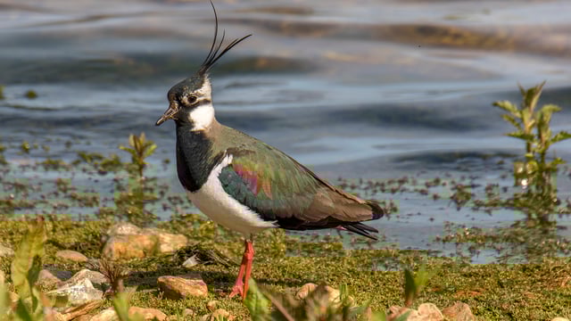 NI farmers urged to take part in Big Farmland Bird Count