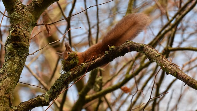 Non-native conifer plantations  may negatively impact red squirrels - study