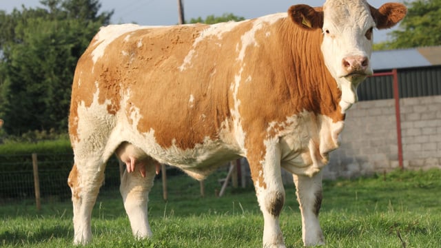 NI-bred Simmental stock are 'first choice' for Swiss and German customers
